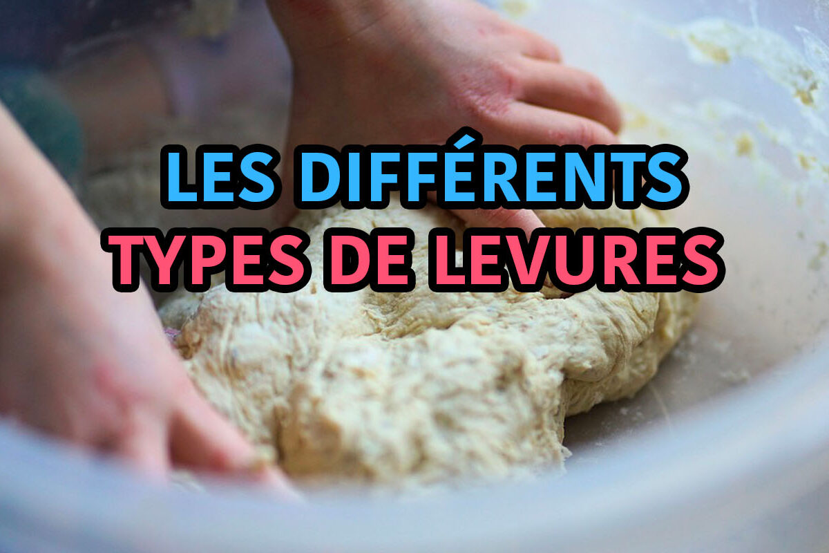 les différents types de levures