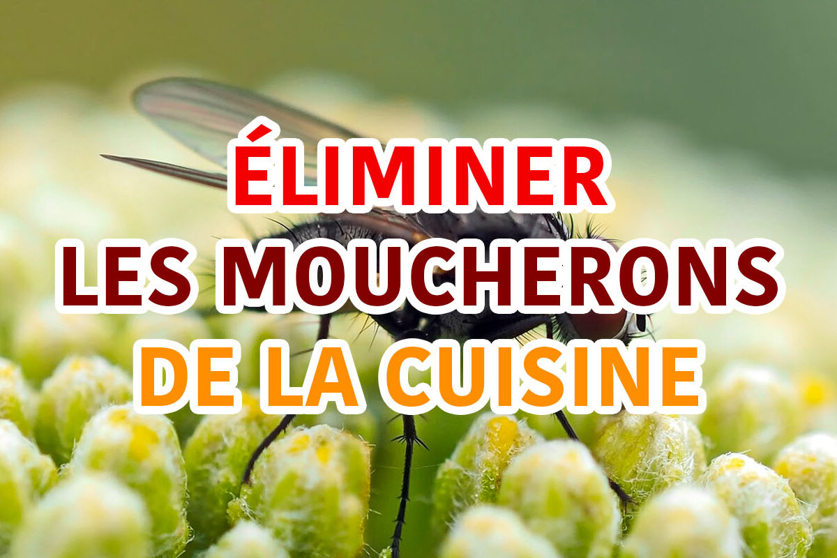 éliminer les moucherons de la cuisine