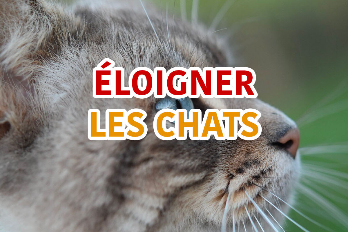 éloigner les chats