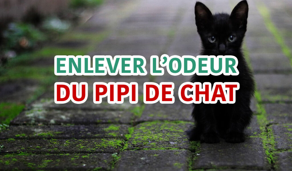 Enlever une odeur de pipi de chat dans une pièce