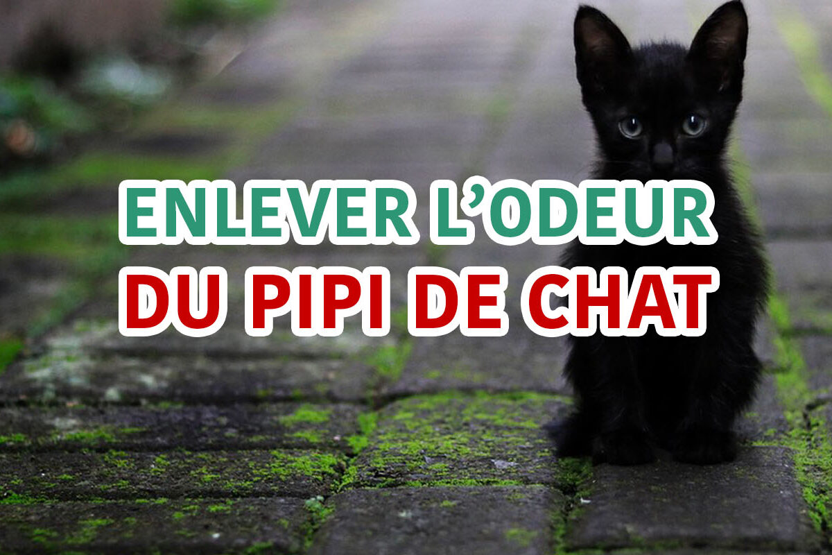 enlever odeur de pipi de chat