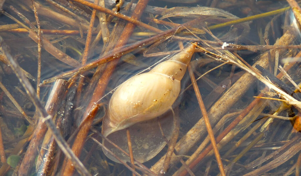 un escargot d'eau douce porteur de parasites