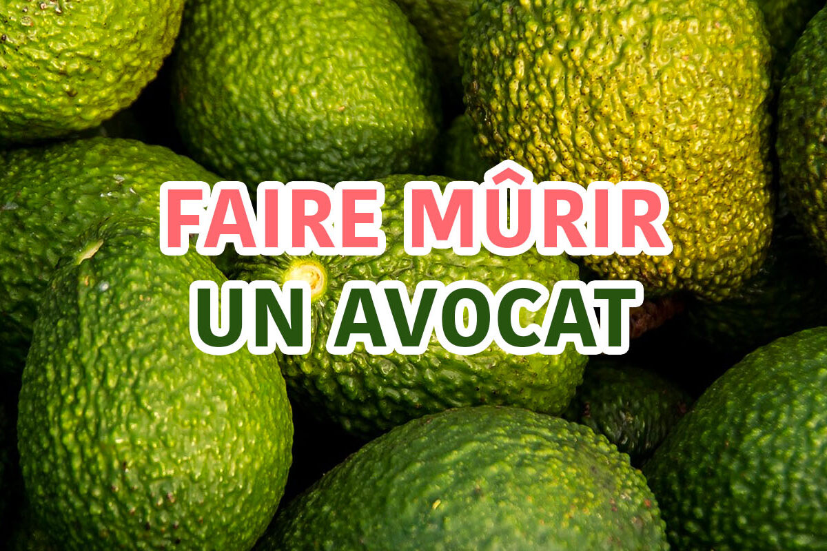 faire mûrir un avocat facilement et rapidement