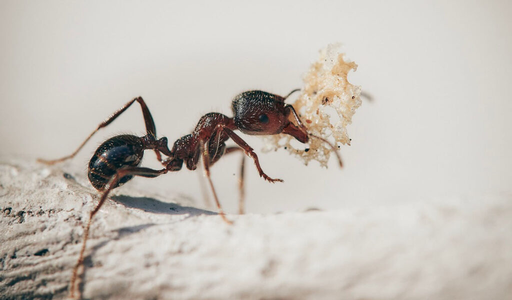 fourmis avec de la nourriture