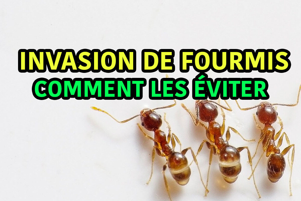 invasion de fourmis comment éviter