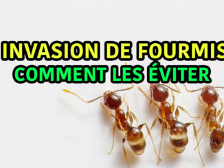 invasion de fourmis comment éviter