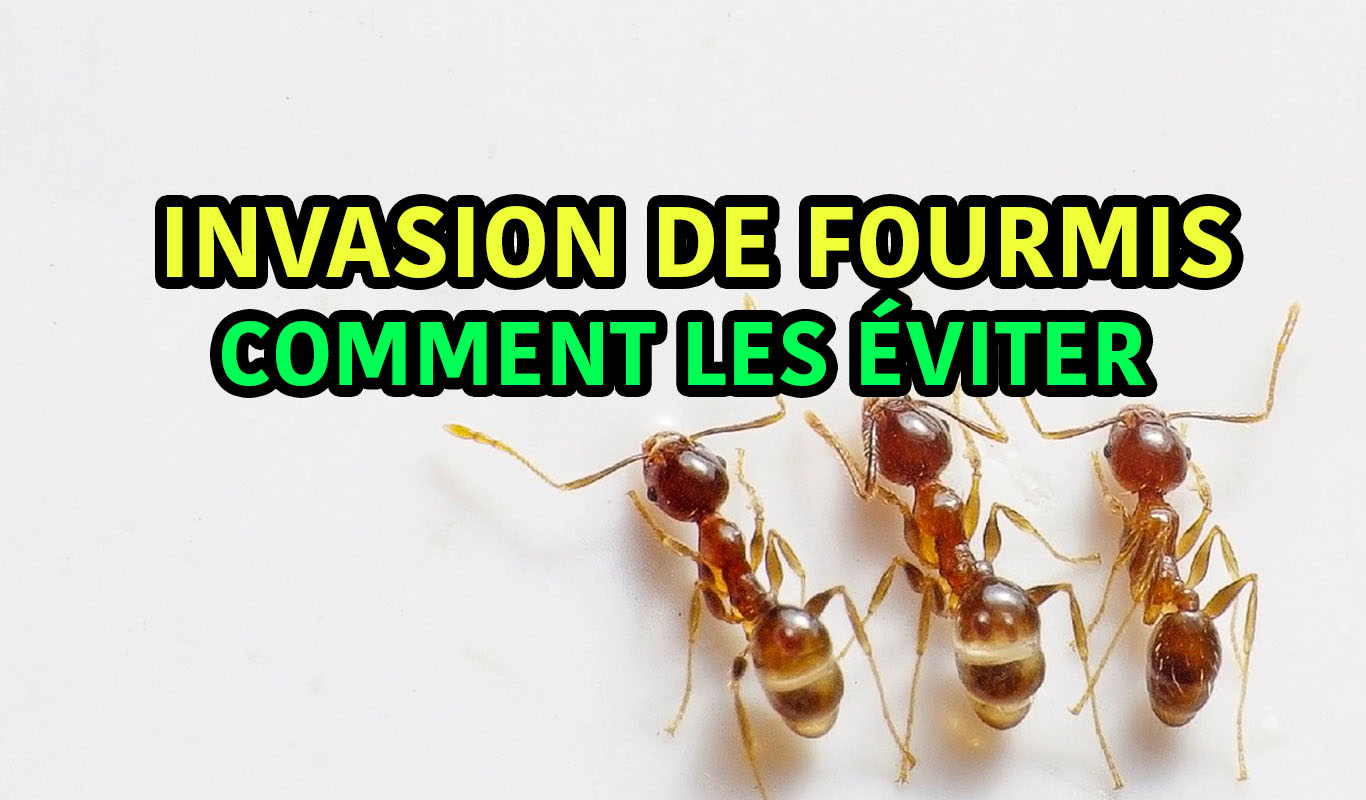 Invasion De Fourmis Dans Maison | Ventana Blog