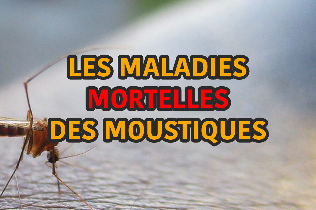 les maladies mortelles des moustiques