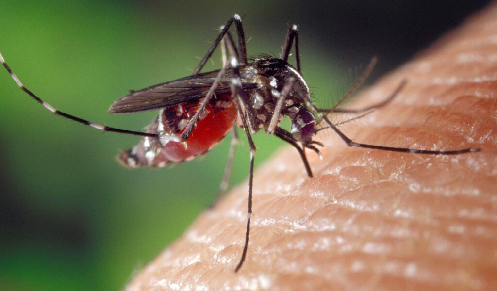 le moustique l'animal le plus meurtrier