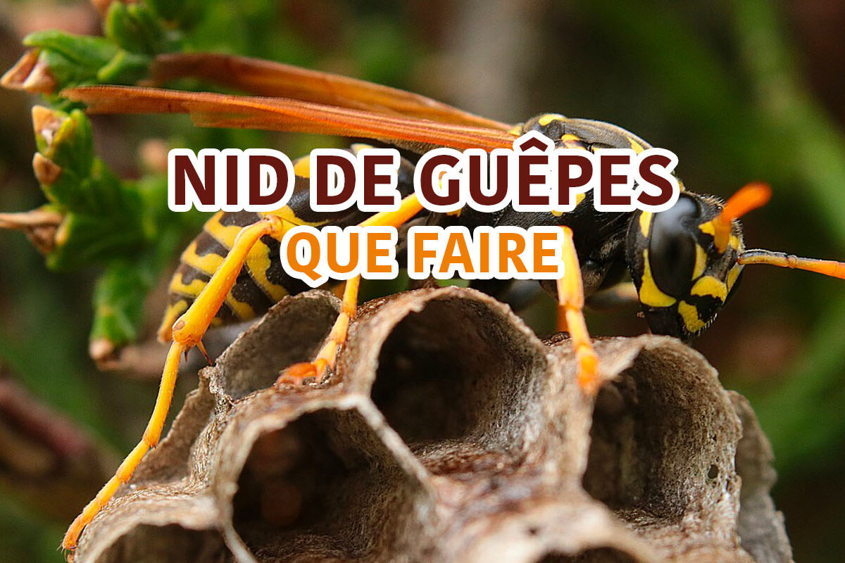 nid de guêpe que faire