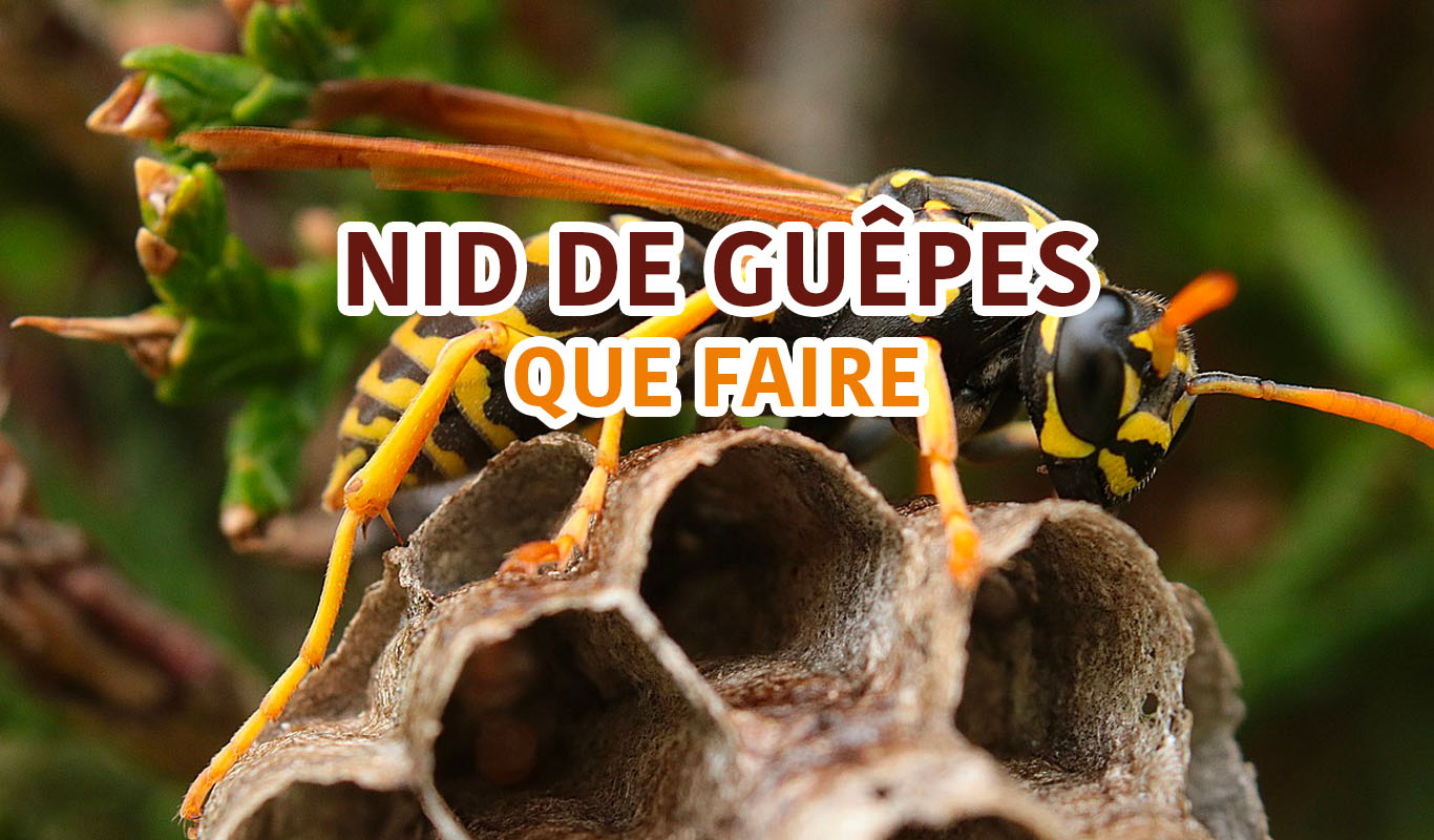 Nid de guêpes Que faire et comment s