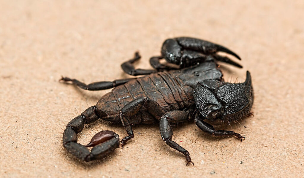 le scorpion l'un des animaux les plus meurtriers et dangereux
