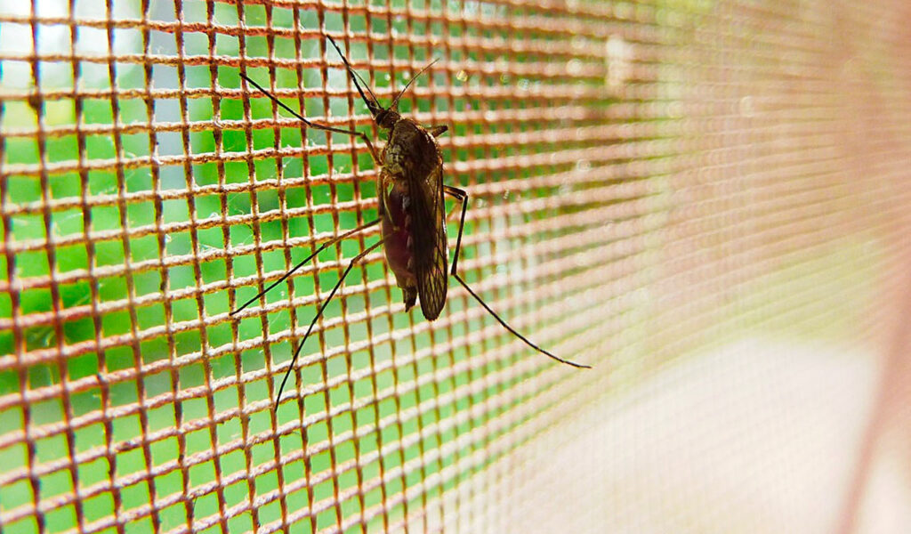 se protéger des moustiques