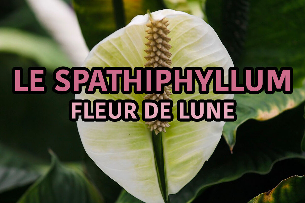 spathiphyllum fleur de lune