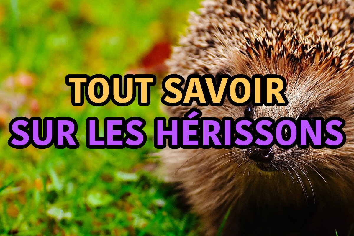 tout savoir sur les hérissons