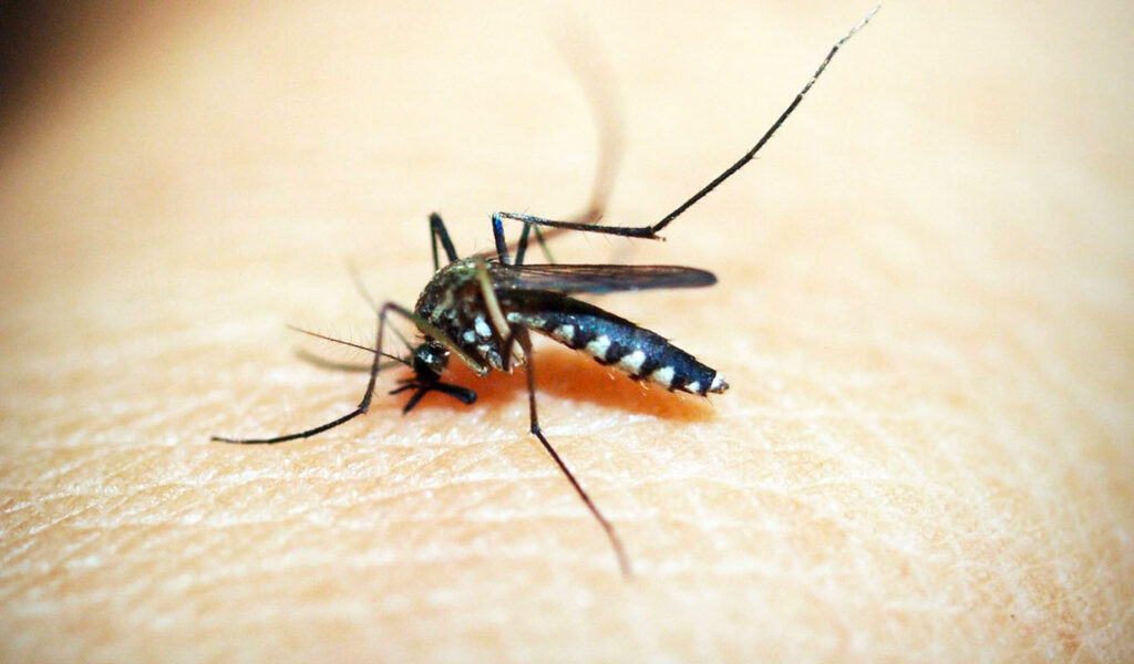 transmissions des maladies du moustique
