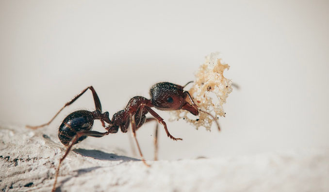 une fourmis qui mange dans une cuisine