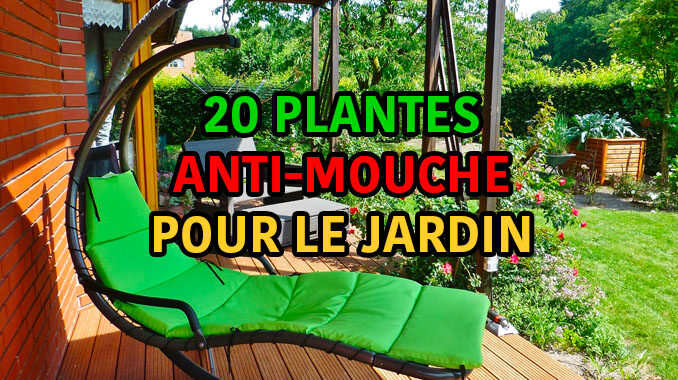 20 plantes anti-mouche pour le jardin