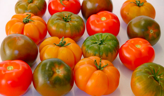 différentes variétés de tomates