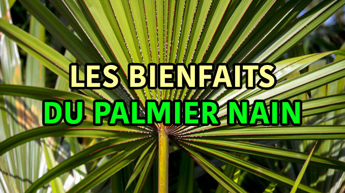 les bienfaits du palmier nain