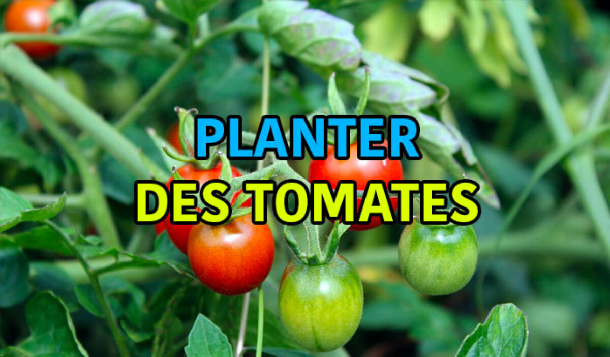 Dix conseils pour faire pousser des tomates dans son jardin - Edition du  soir Ouest-France - 03/06/2022