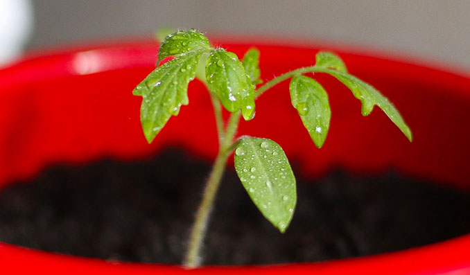 planter tomates dans un pot