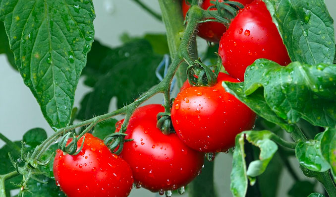 purin d'ortie pour les tomates