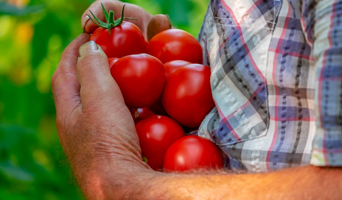 récolter ses propres tomates