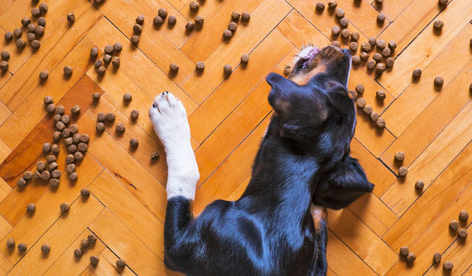 un chien qui mange des croquettes maison