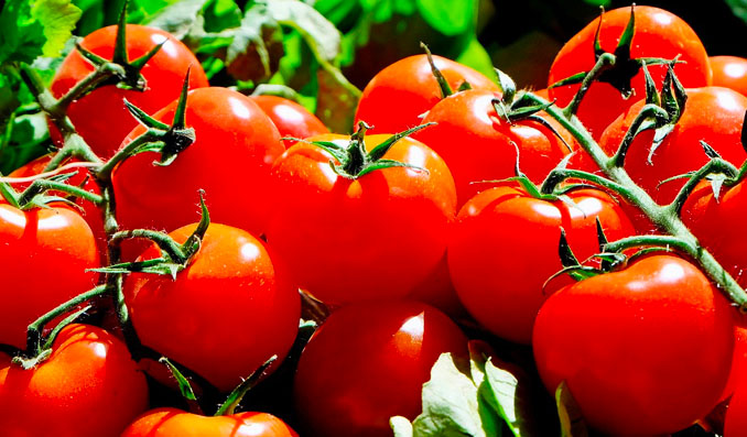 de belles tomates rouges