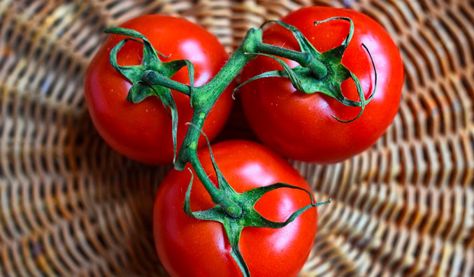 faire mûrir des tomates au soleil