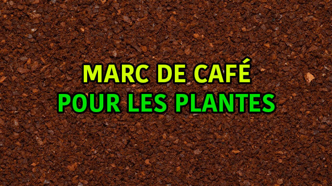 marc de café pour plantes