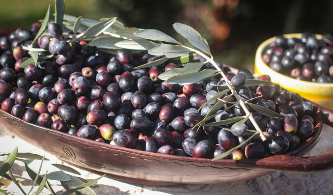 olives noires pour faire du savon noir