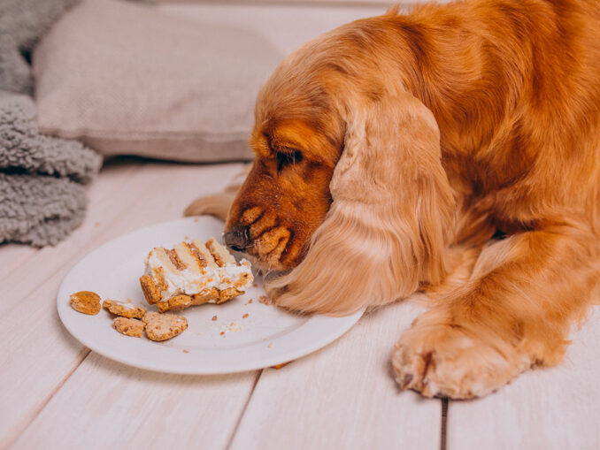 aliments toxiques chien