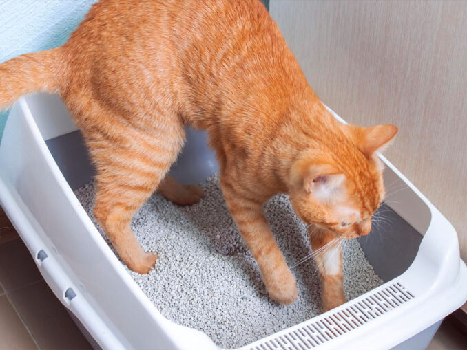 litière de chat fraiche avec du vinaigre blanc