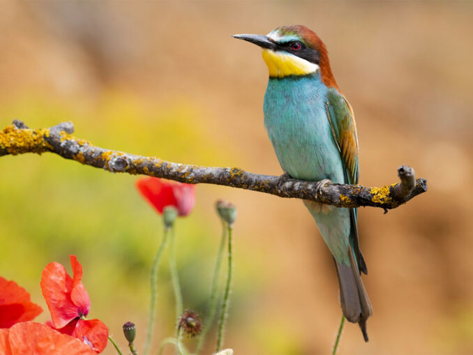 oiseaux rares