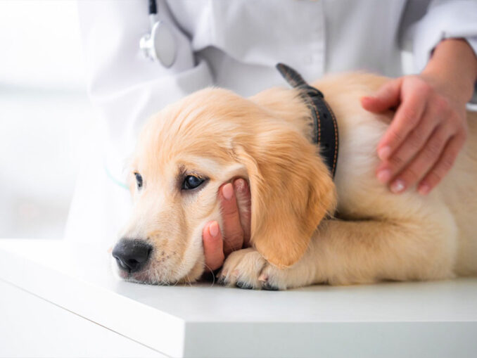 signes animal malade