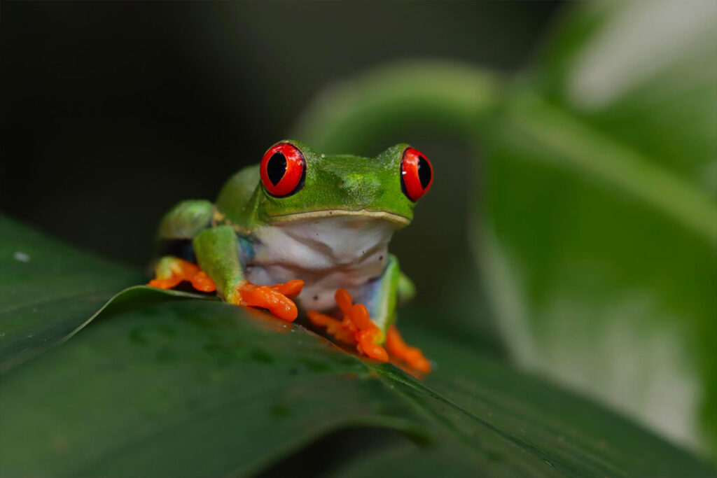 une grenouille dans la forêt tropicale