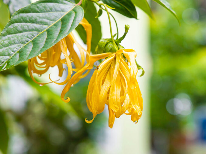 ylang-ylang