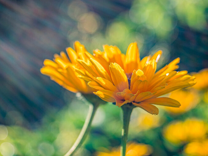 huile d'arnica