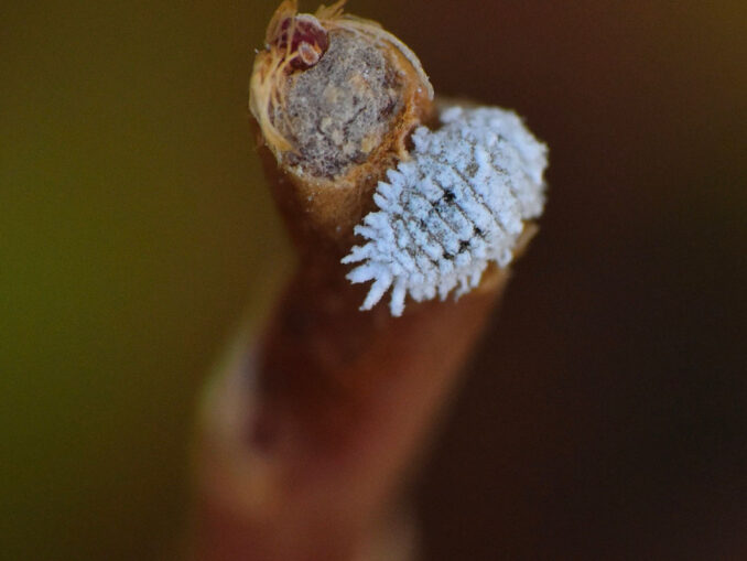 la cochenille