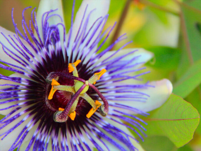 plantes pour apaiser anxiété