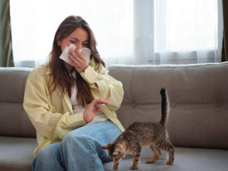Les allergies aux chats
