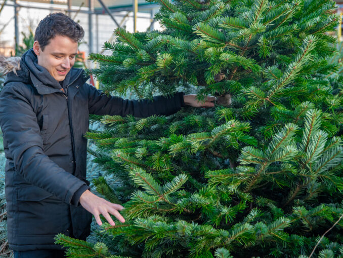 Faire durer son sapin