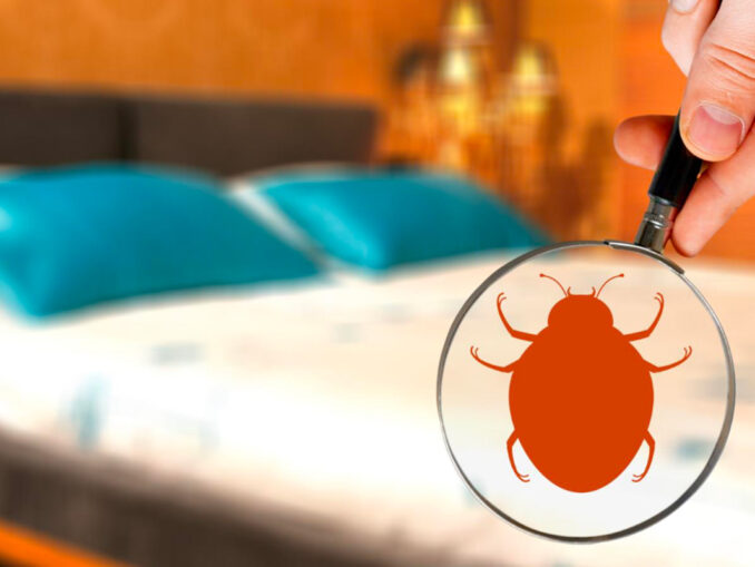 Le vinaigre blanc contre les punaises de lit