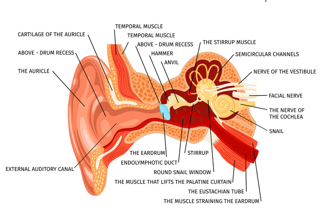anatomie de l'oreille interne