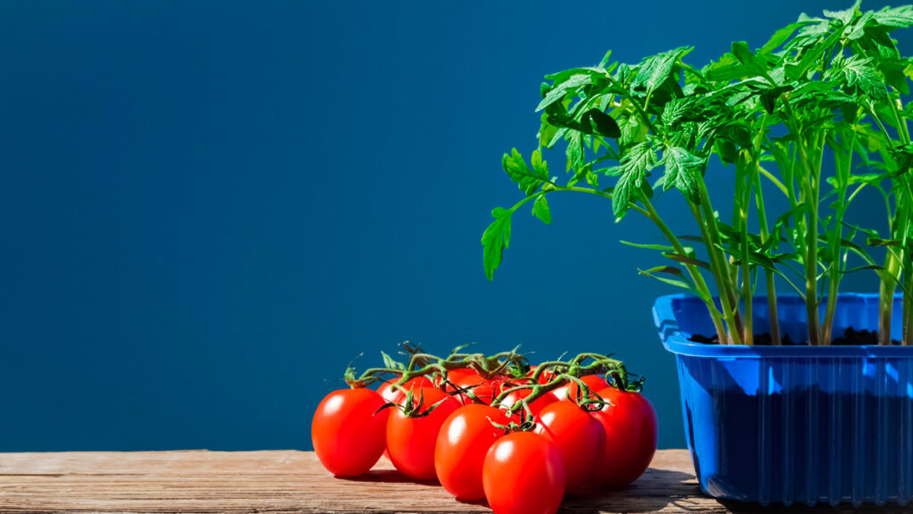 planter ses tomates