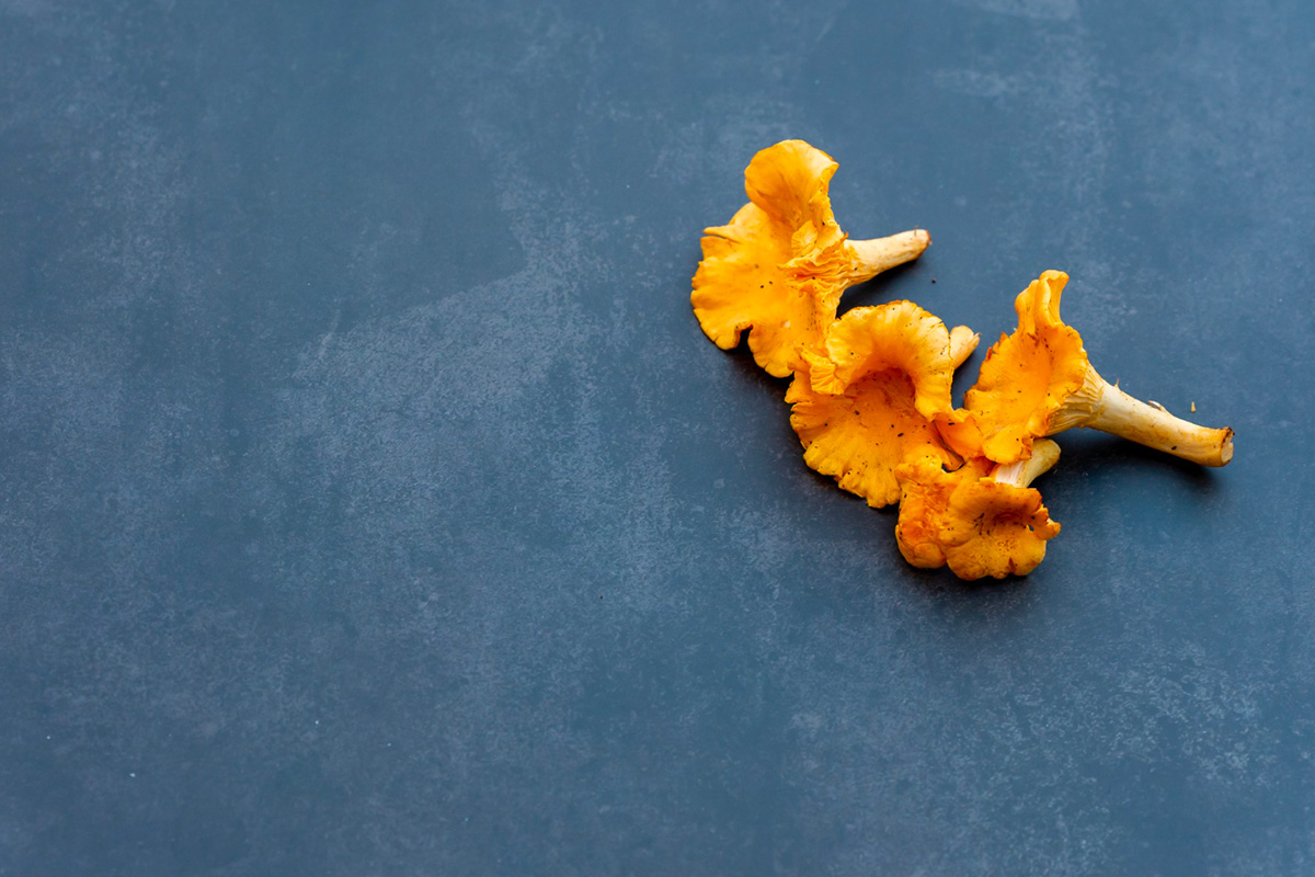 chanterelles