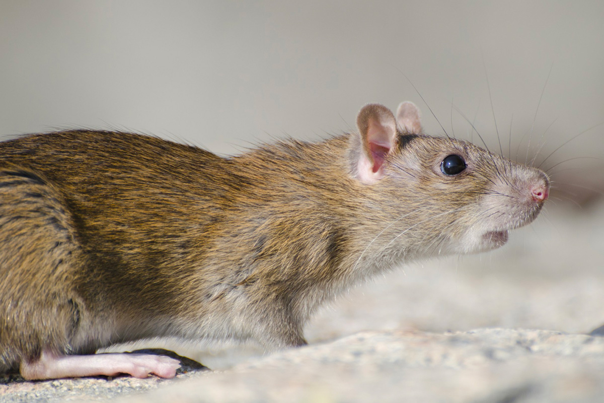 comment repousser les rats