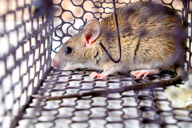 Repousser les rats comment les éloigner naturellement
